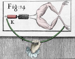 Illustration von Experimenten von Luigi Galvani, italienischer Physiker und Arzt (1737 - 1798), die den Durchgang von elektrischem Strom erklären, der die Beine eines Frosches bewegt