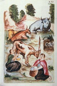 Indische Hirten kümmern sich um Kühe, aus dem Buch "Trujillo del Peru" oder "Códice Martínez Compañón" von Unknown artist