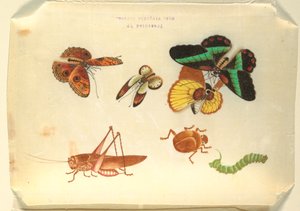 Insekten