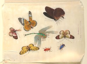 Insekten