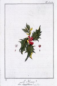 Die Stechpalme (Ilex Aquifolium) - in „Übungen der Botanik für den Gebrauch der Händler“, geschrieben von J.C. Philibert, Druckerei von Crapelet, Paris