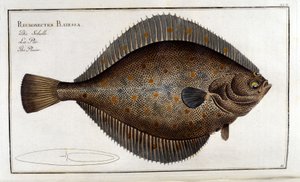 Der Steinbutt oder Pleuronectes Platessa nach Marc Elieser Bloch Ichthyologie Paris - Berlin - London 1787