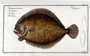Der Steinbutt oder Pleuronectes maximus nach Marc Elieser Bloch. Ichthyologie Paris - Berlin - London 1787