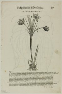 Blatt aus Discorsi von Petrus Andreas Matthiolus, Tafel 99 aus Holzschnitte aus Büchern des XVI. Jahrhunderts