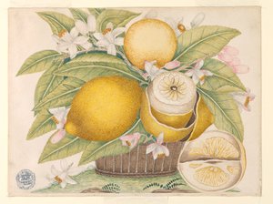Zitronen und Zitronenblüten in einem Korb von Unknown artist