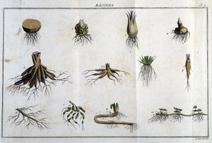 Die Wurzeln: in „Flora Françoise, oder eine kurze Beschreibung aller Pflanzen, die natürlich in Frankreich wachsen, nach einer neuen Analysemethode geordnet, der wir die Angabe ihrer eindeutigsten Tugenden in der Medizin und ihrer Nützlichkeit in der Kunst von Unknown artist