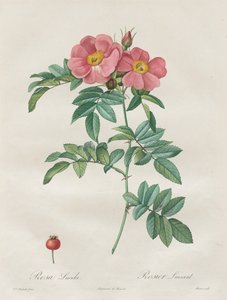 Die Rosen: Rosa Lucida
