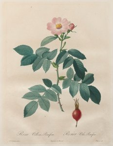 Die Rosen: Rosa villosa, pomifera