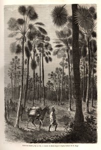 Die Karawane von Leutnant Mage schreitet in Richtung Niger voran und durchquert einen Wald von riesigen Palmen in der Provinz Damfa, Mali. Gravur zur Illustration der Reise nach Westsudan von Leutnant (Marine) M.Mage, 1863-1866, veröffentlicht in „Le tour 