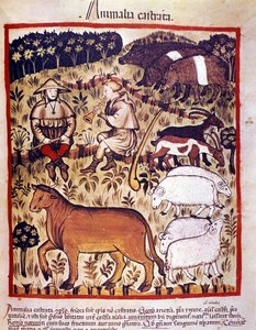 Vieh, Schafe, Ziegen und Schweine. Illumination aus dem „Tacuinum sanitatis“ von Unknown artist