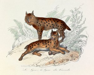 Luchs und Kanada-Luchs, zwei vierfüßige Säugetiere, klassifiziert nach Linné und Cuvier (Gravur) von Unknown artist