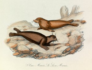 Meeresbär und Löwe klassifiziert nach Linné und Cuvier (Gravur)
