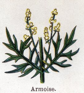 Medizinische und essbare botanische Pflanzen: Beifuß. Gravur in „La medication naturelle“ von Friedrich Eduard Bilz (1842-1922) von Unknown artist