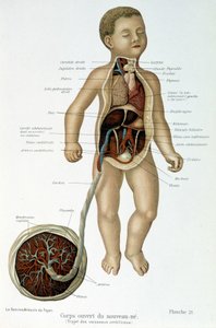 Medizin: Neugeborenes (im Brustbereich gehäutet)