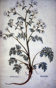 Myrrhis Odorata Fuchs: Kerbel Moschus - In „Naturgeschichte von Kakao und Zucker“