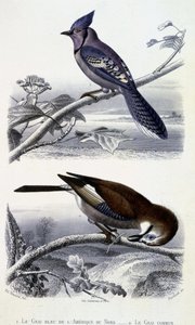 Naturgeschichtsplatte: Vögel: Der Blauhäher von Nordamerika und der Eichelhäher - in „Werke von Buffon“, T.5, ed. Fume Jouvet & Cie