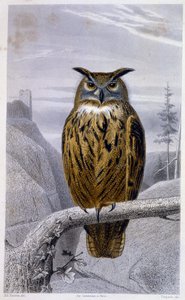 Naturgeschichtsplatte: Eule: Der Uhu - in „Werke von Buffon“, T.5, ed. Fume Jouvet & Cie von Unknown artist