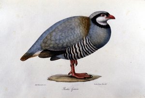 Naturgeschichtstafel, die ein griechisches Rebhuhn darstellt. Gravur des 19. Jahrhunderts. von Unknown artist