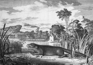 Otter - Gravur von Unknown artist