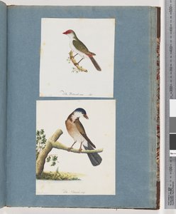Seite 105. Rotbrauenfink. 106. Unidentifizierter Vogel von Unknown artist