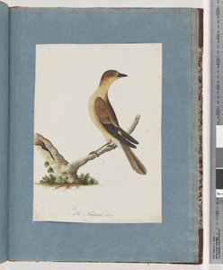 Seite 109. Unidentifizierter Vogel von Unknown artist