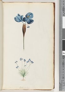 Seite 10. Pattersonia von Unknown artist