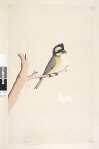 Seite 11. Lanius. über dem Titel in anderer Hand Oktober. Natürliche Größe Haubenwürger, Meise Falcunculus frontatus, 1791-92 von Unknown artist