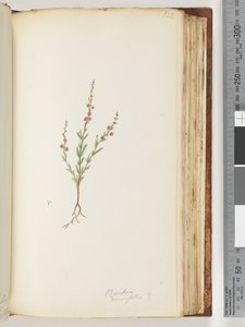 Seite 122. Baeckea densifolia, möglicherweise von Unknown artist