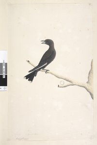 Seite 12. Ocypterus. über dem Titel in anderer Handschrift April, natürliche Größe Dusky Wood, Swallow Artamus cyanopterus von Unknown artist