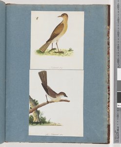 Seite 131. Unbekannter Vogel. 132. Unbekannter Vogel von Unknown artist