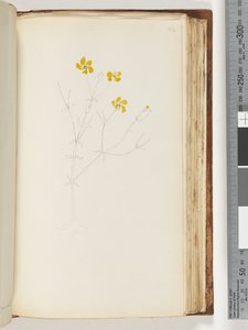 Seite 142. Keine Inschrift, unvollendete Zeichnung, unbekannte Pflanze von Unknown artist