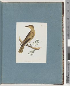 Seite 144. Unbekannter Vogel von Unknown artist