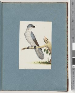 Seite 145. Unbekannter Vogel von Unknown artist