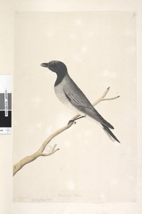 Seite 14. Ceblephyris. oben in anderer Handschrift August. Natürliche Größe Kleiner Kuckuck, Shrike? Coracina robusta, 1791-92 von Unknown artist