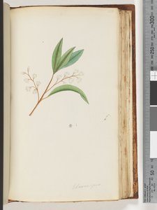 Seite 150. Elaeocarpus