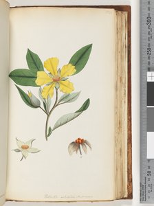 Seite 154. Hibbertia volubilis / Andrews Guinea Flower