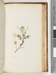 Seite 155. Unbekannte Pflanze von Unknown artist