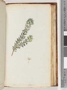 Seite 159. Westringea rosmariniformis von Unknown artist