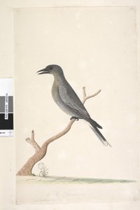 Seite 15. Ceblephyris. Natürliche Größe. Grauer Flötenvogel Strepera versicolor von Unknown artist