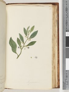 Seite 161. Myoporum