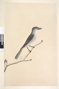 Seite 16. Ceblephyris entlang des unteren Randes in anderer Hand Die gleiche Größe wie der Vogel, von dem die Zeichnung stammt. April Grauer Flötenvogel Colluricincla harmonica, 1791-92 von Unknown artist