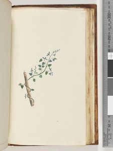 Seite 179. Unbekannte Pflanze