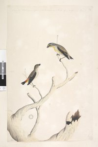 Seite 17. Pardalotus. entlang des oberen Randes in anderer Hand August. Beide in natürlicher Größe gezeichnet. hinzugefügt in dritter Hand & soll von einer anderen Art sein Gefleckter Pardalote und Östlicher Gestreifter Pardalote Pardalotus punctatus und P von Unknown artist