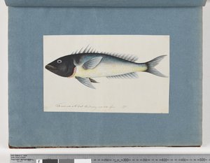 Seite 17. Unidentifizierter Fisch von Unknown artist