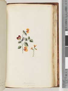 Seite 180. Platylobium formosum / Schöne Flach-Erbse von Unknown artist