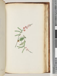 Seite 186. Blütenpflanze, eine Kletterpflanze