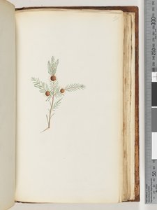 Seite 191. Unidentifizierte Pflanze