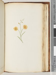 Seite 197. Unidentifizierte Pflanze von Unknown