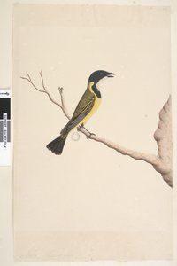 Seite 19. April. Natürliche Größe. Goldbrustpfeifer Pachycephala pectoralis, Männchen von Unknown artist