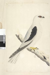Seite 1. Falco, gesichtet im August unten links in anderer Hand August natürliche Größe. Schwarzschulterweih Elanus axillaris Elanus notatus, 1791-92 von Unknown artist